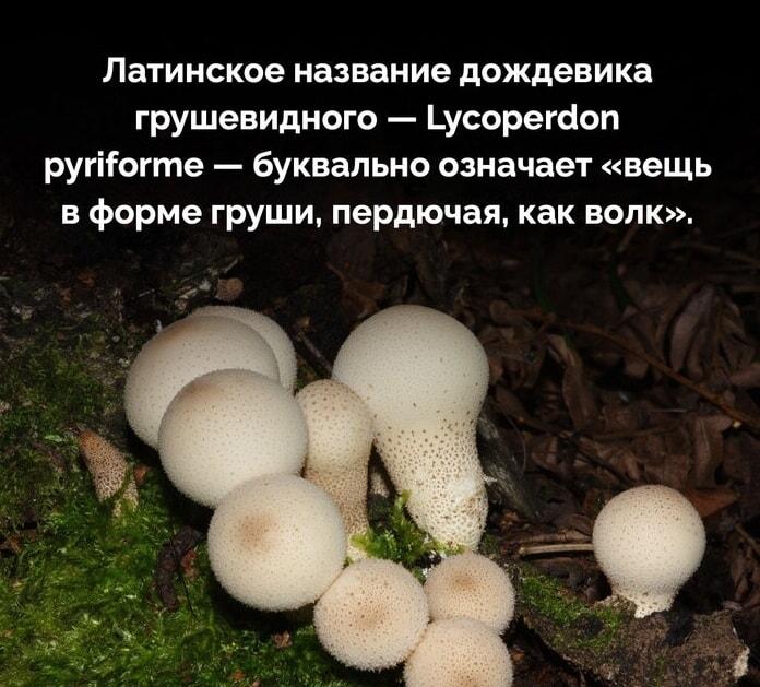 Гриб, который пердит как волк: вы не поверите!