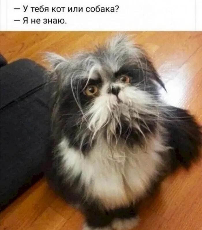 Кот или собака? Этот пушистый зверь сломал систему!