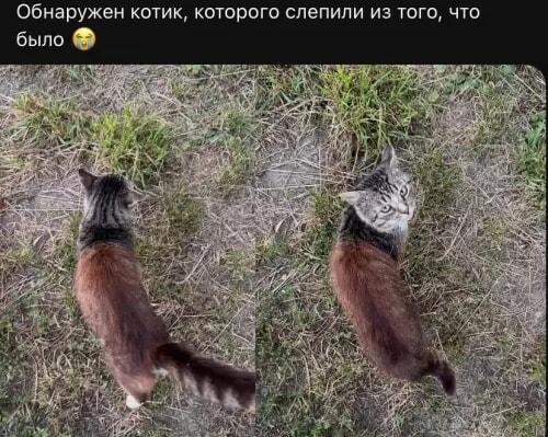 Котик-Франкенштейн: его слепили из того, что было!