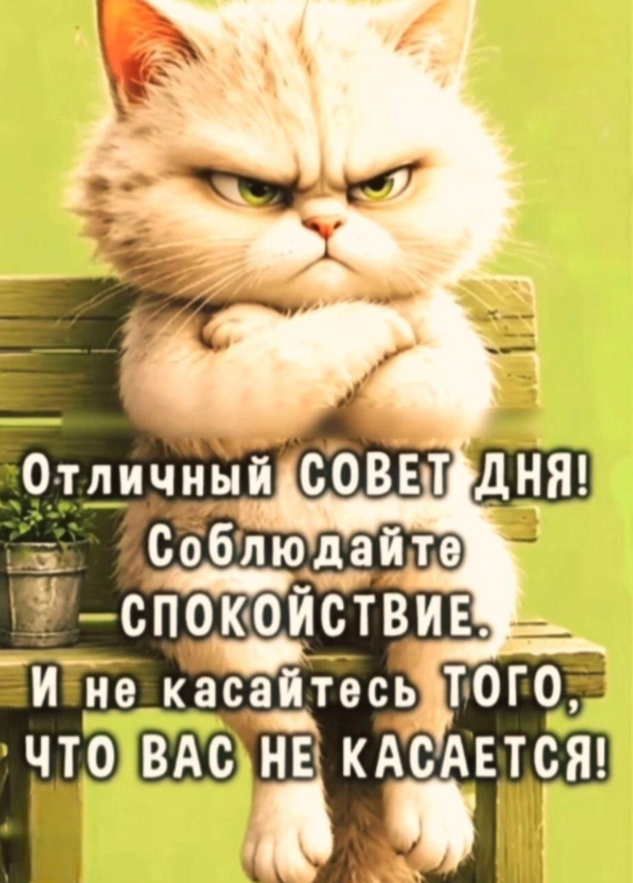 Злой кот дает мудрый совет: не лезь не в свое дело!