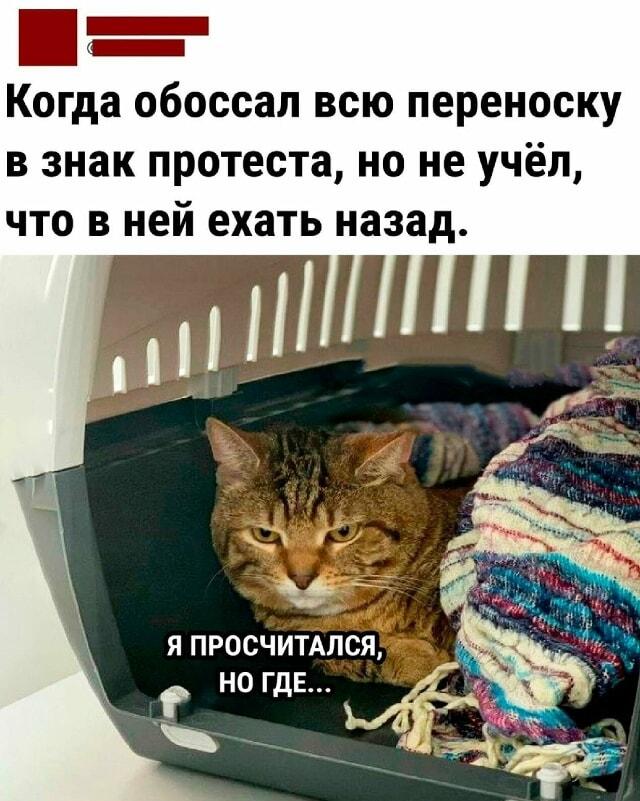 Кот-бунтарь: когда протест против переноски обернулся против тебя