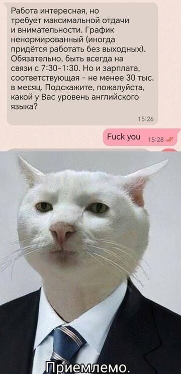 Работа мечты за 30к: кошачья реакция бесценна. 
