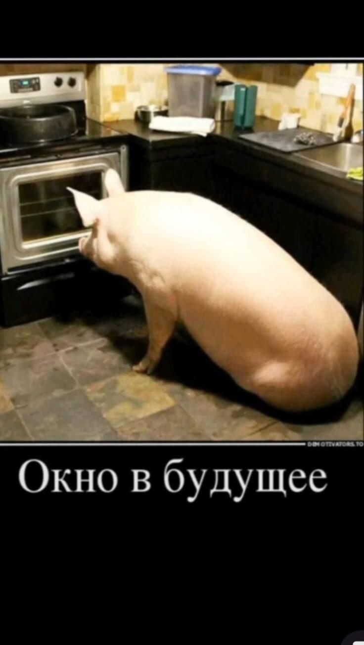 Окно в будущее: свинья заглядывает в духовку. Жизненно!