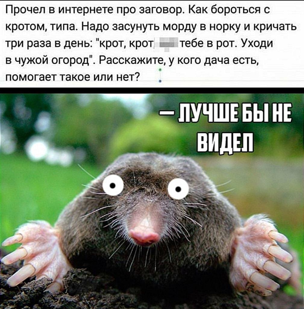 Заговор от кротов: кричать мат в норку? Реакция бесценна!