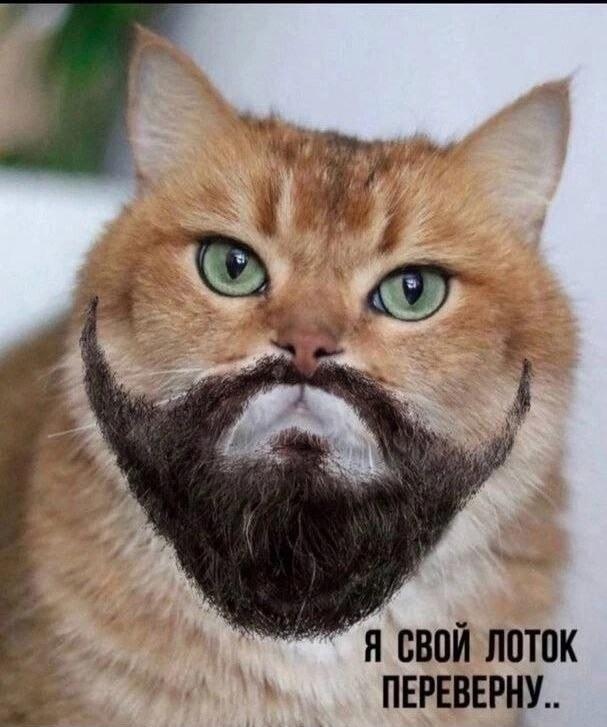 Кот с бородой угрожает: «Я свой лоток переверну!»