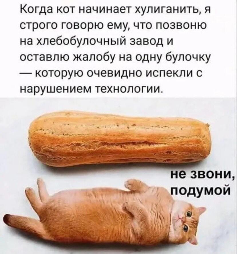 Когда кот — это булочка: уморительный шантаж питомца!