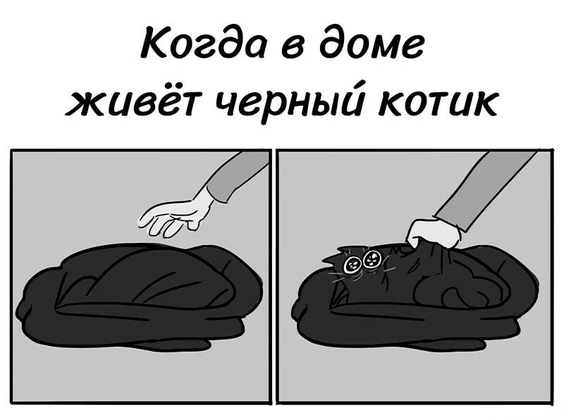 Когда черный кот – идеальный невидимка в доме!