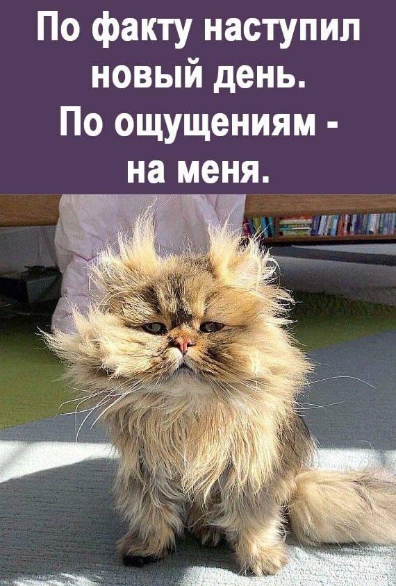 Утро понедельника: этот кот буквально принял удар нового дня!