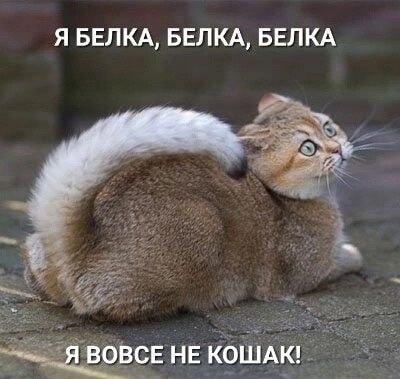 Кот-белка: 