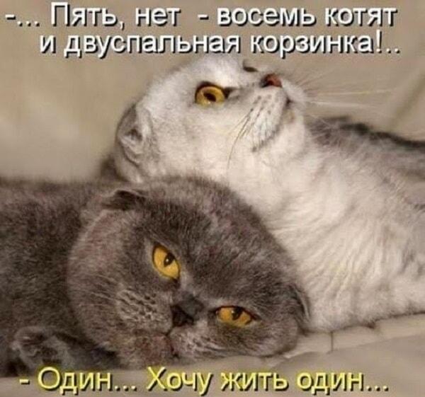 Он мечтает о котятах, она хочет жить одна: классика отношений