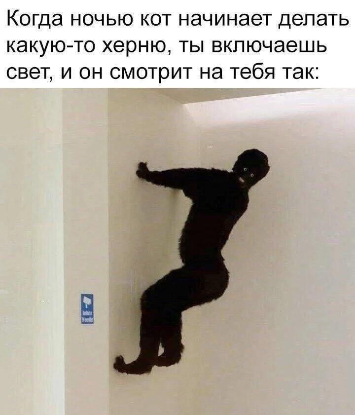 Кот-паук: застукали ночного шкодника с поличным!