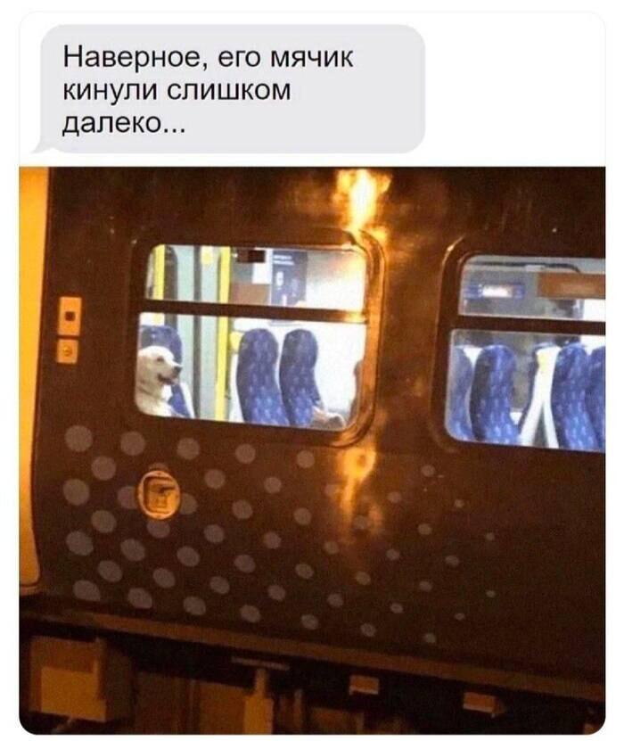 Пес на поезде: когда мячик улетел на другой конец света!