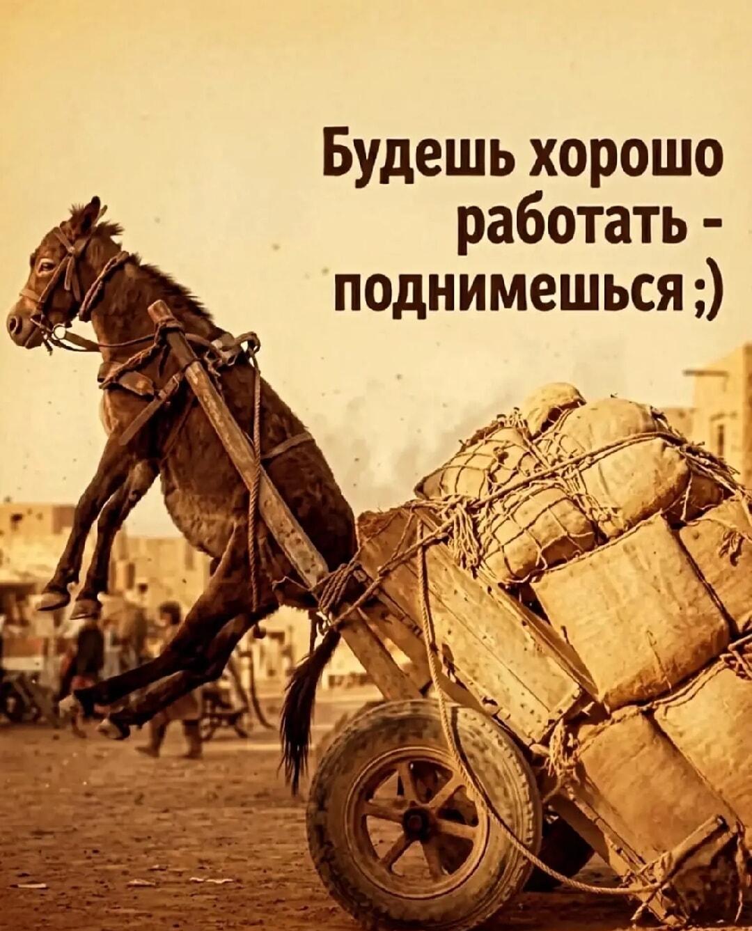Осел показал, что значит 'подняться' на работе! Жизненно!