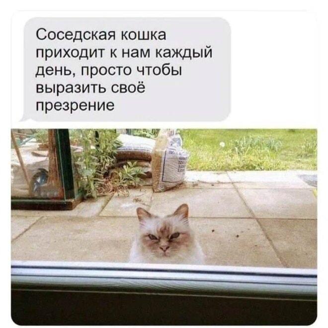 Соседская кошка приходит, чтобы выразить свое презрение: вот это взгляд!