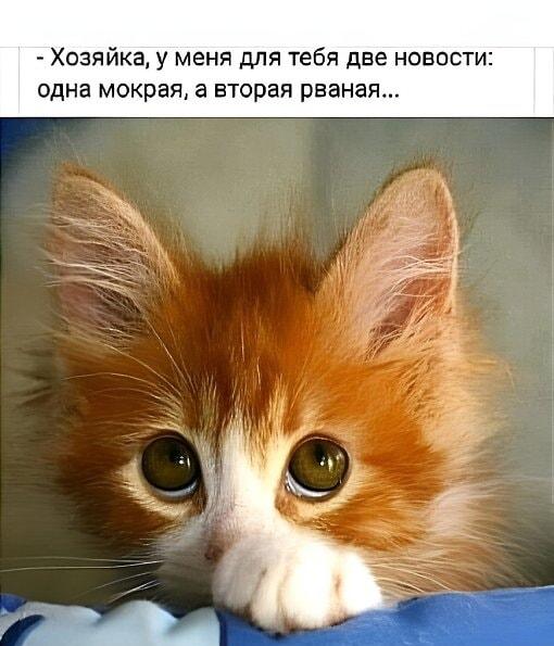 Кот принёс две новости: одна мокрая, вторая рваная. Упс!