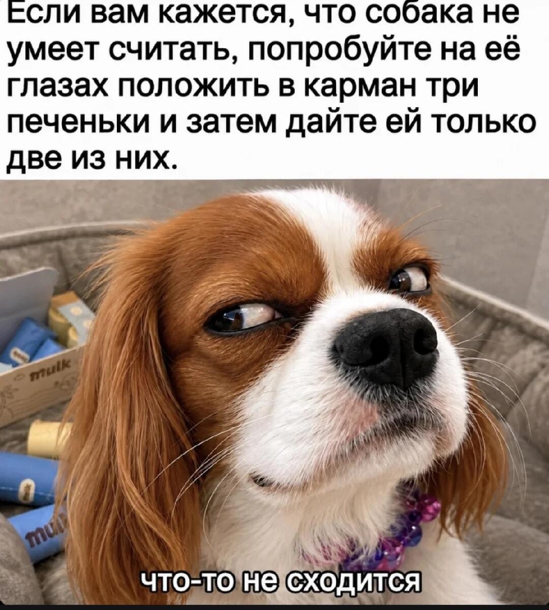 Собака-счетовод: попробуй обмануть с печеньками!