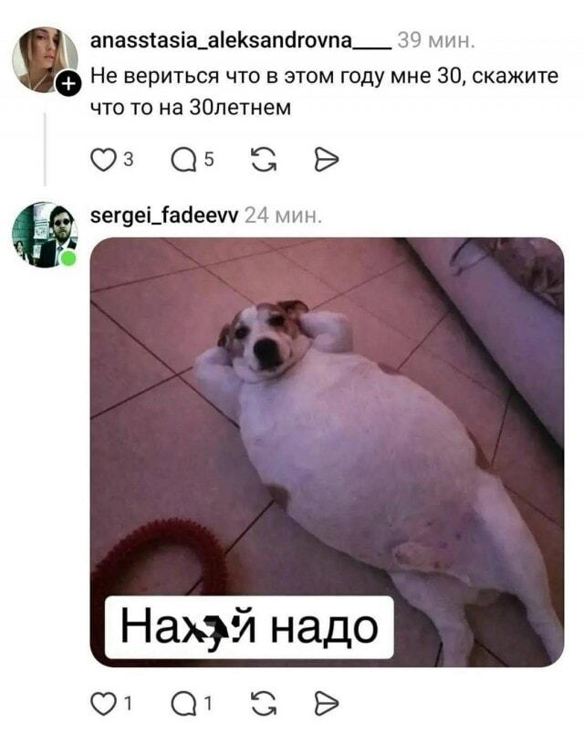 Тридцатник? Пес-пофигист знает лучший ответ про возраст и жизнь!
