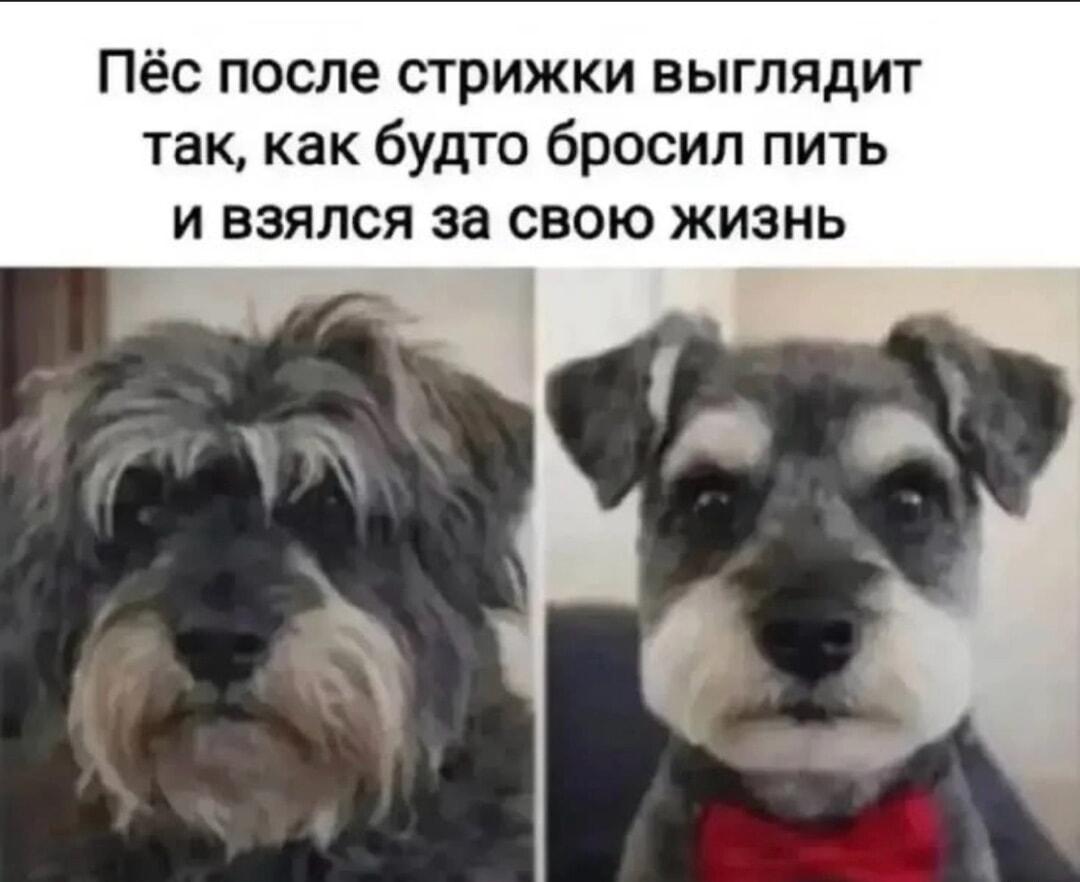 Пёс до и после стрижки: вот что значит взяться за жизнь!