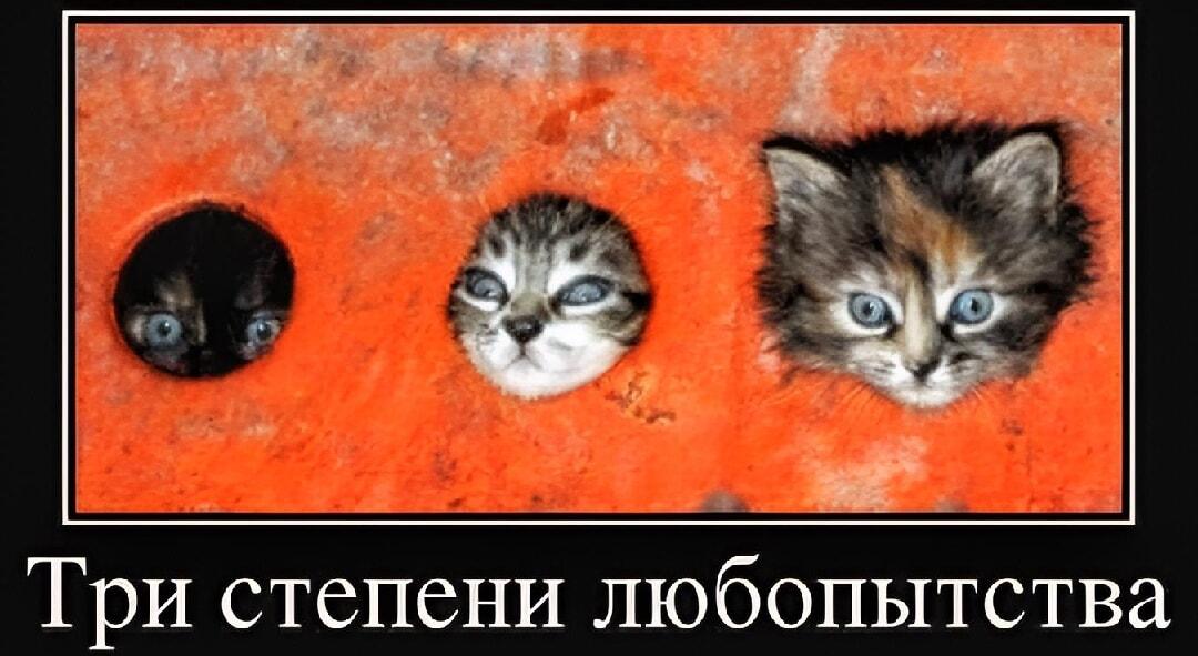 Три степени любопытства: от робкого взгляда до полного погружения!