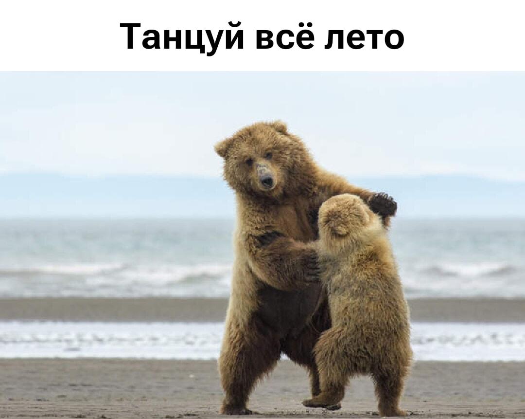 Танцуй всё лето: медведица учит малыша отрываться на пляже!