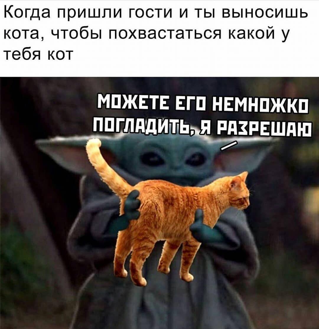 Мой кот – звезда вечеринки: выношу хвастаться гостям!
