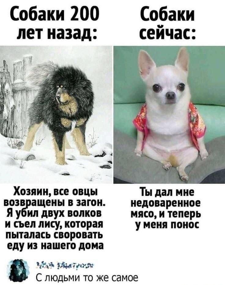 Собаки тогда и сейчас: эволюция или деградация четвероногих?