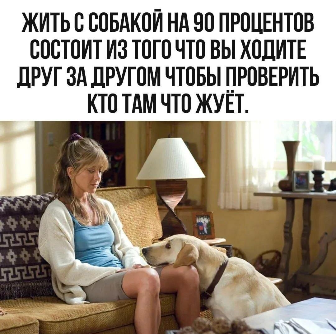 Жизнь с собакой: 90% слежки за тем, кто что грызет!