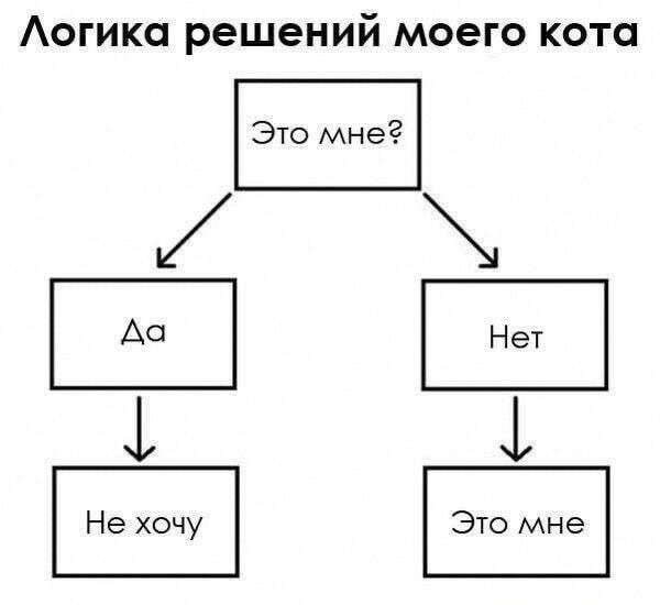 Логика решений моего кота: когда 