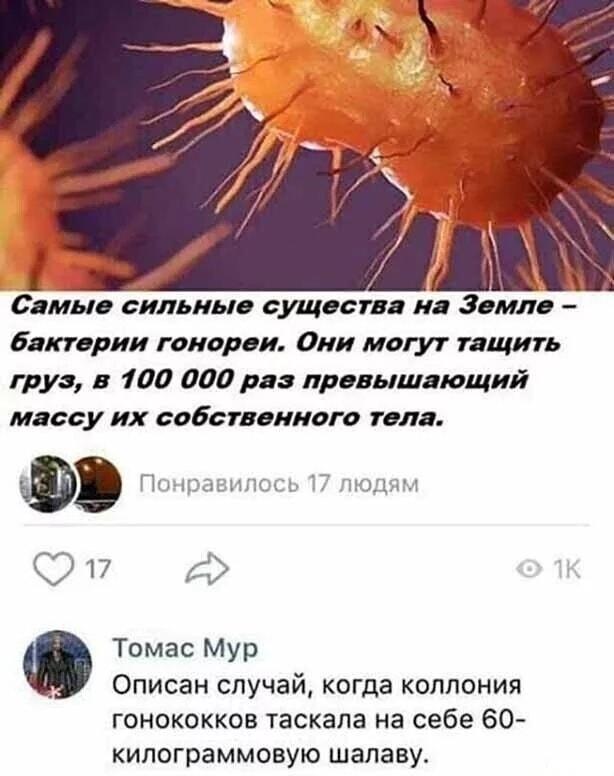Бактерии гонореи: невероятная сила и 60 кг проблем.
