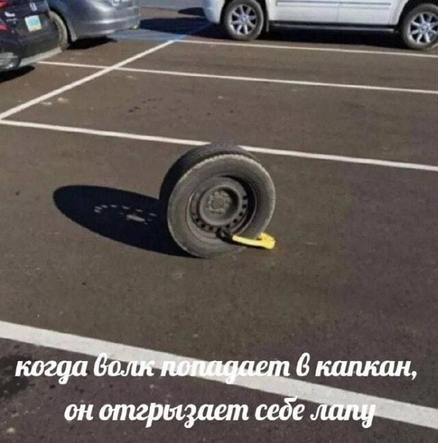 Колесо в капкане: когда волк отгрыз не лапу!