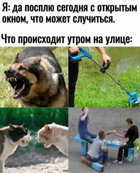 Утро с открытым окном: полный хаос и никаких нервов!