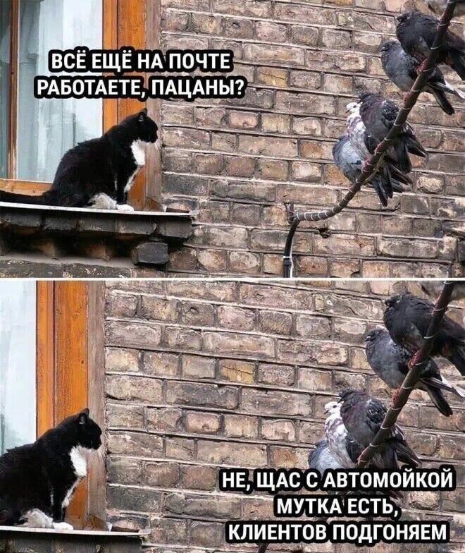 Голуби-бизнесмены: от почты до автомойки один шаг!