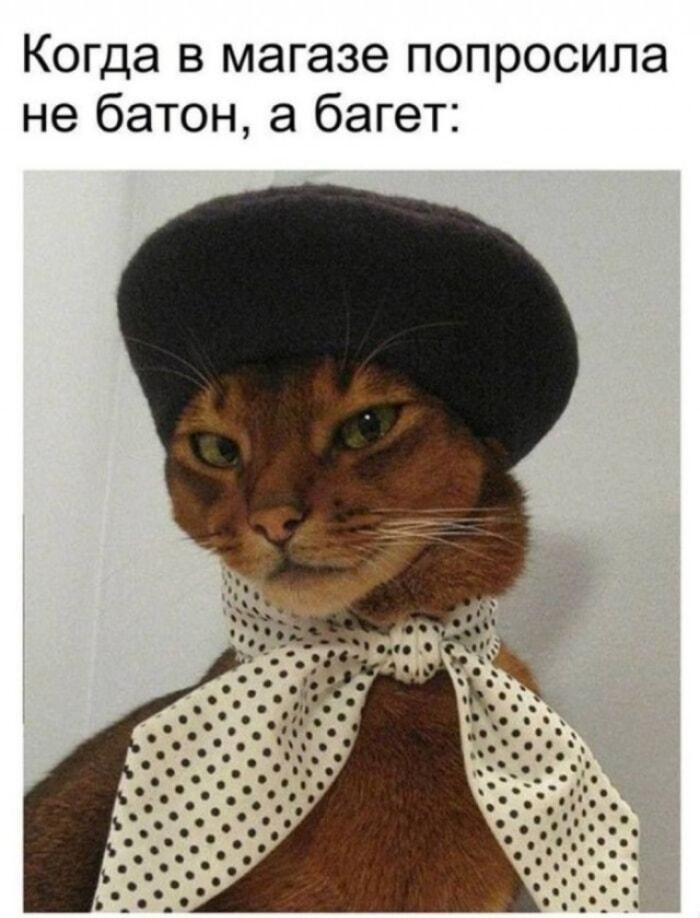 Кот-француз: когда твой багет круче обычного батона!
