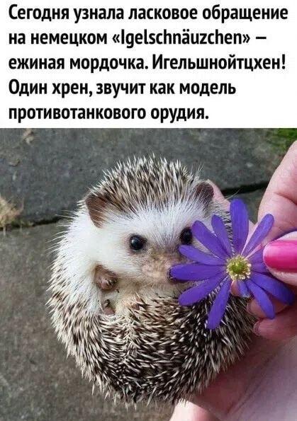 Немецкий язык: милый ежик или грозное противотанковое орудие?