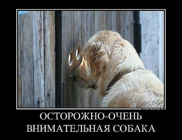 Пес-шпион: когда любопытство не знает границ и заборов!