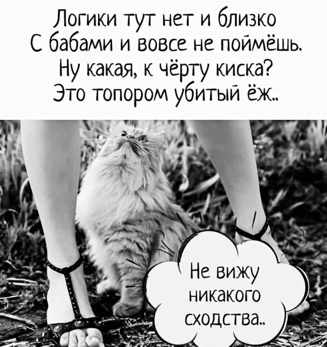 Женская логика: пушистая киска или топором убитый ёж?