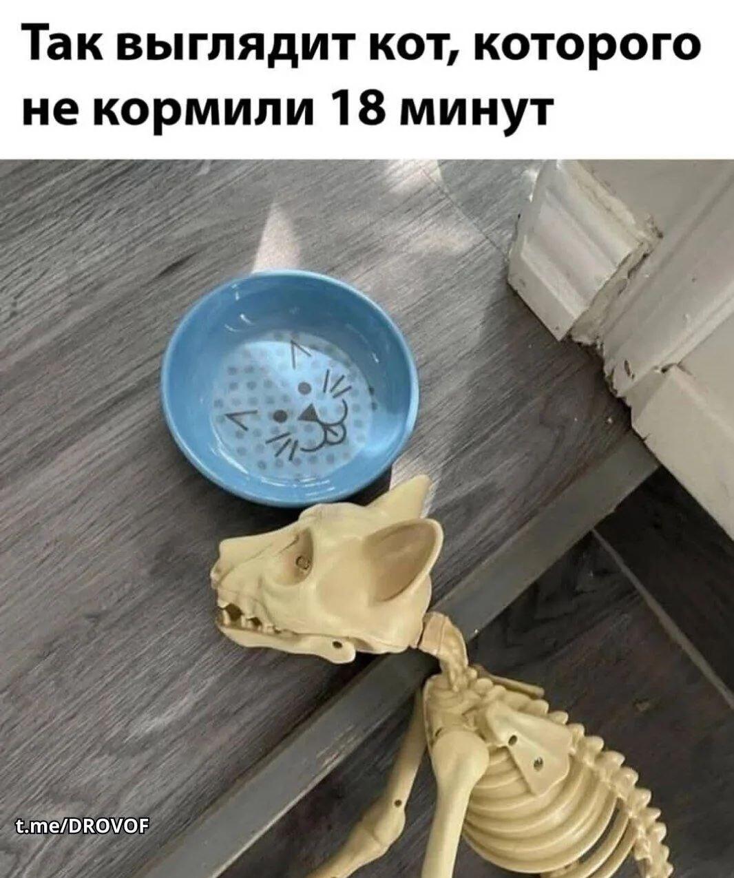 Голодный кот: всего 18 минут без еды, а уже скелет!