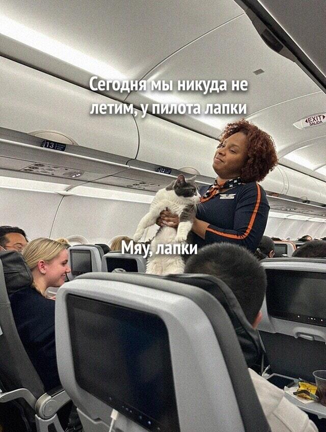 Пилот с лапками: самый милый отмененный рейс!