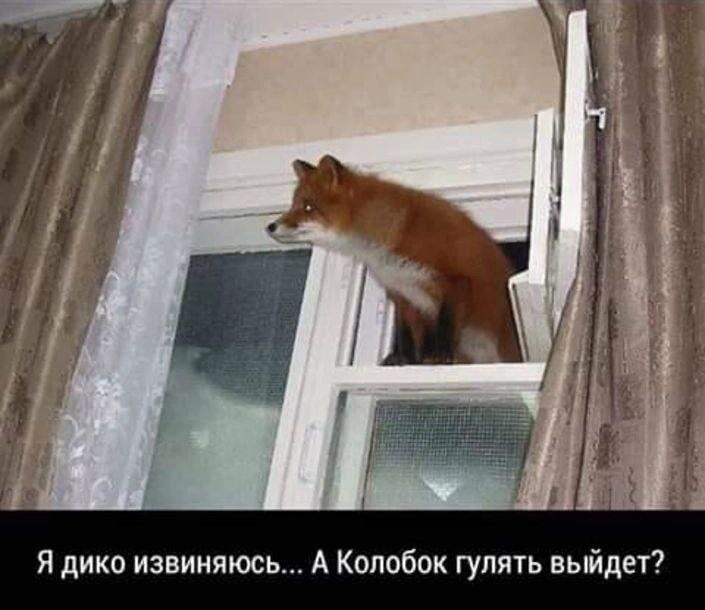Лиса у окна ждет Колобка: Выйдет погулять?