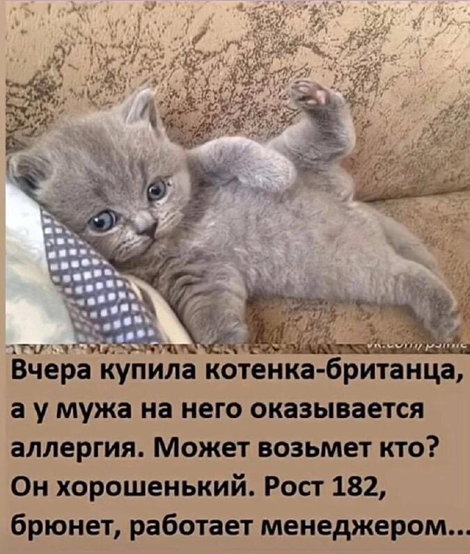 Аллергия на кота? Отдам мужа в хорошие руки!
