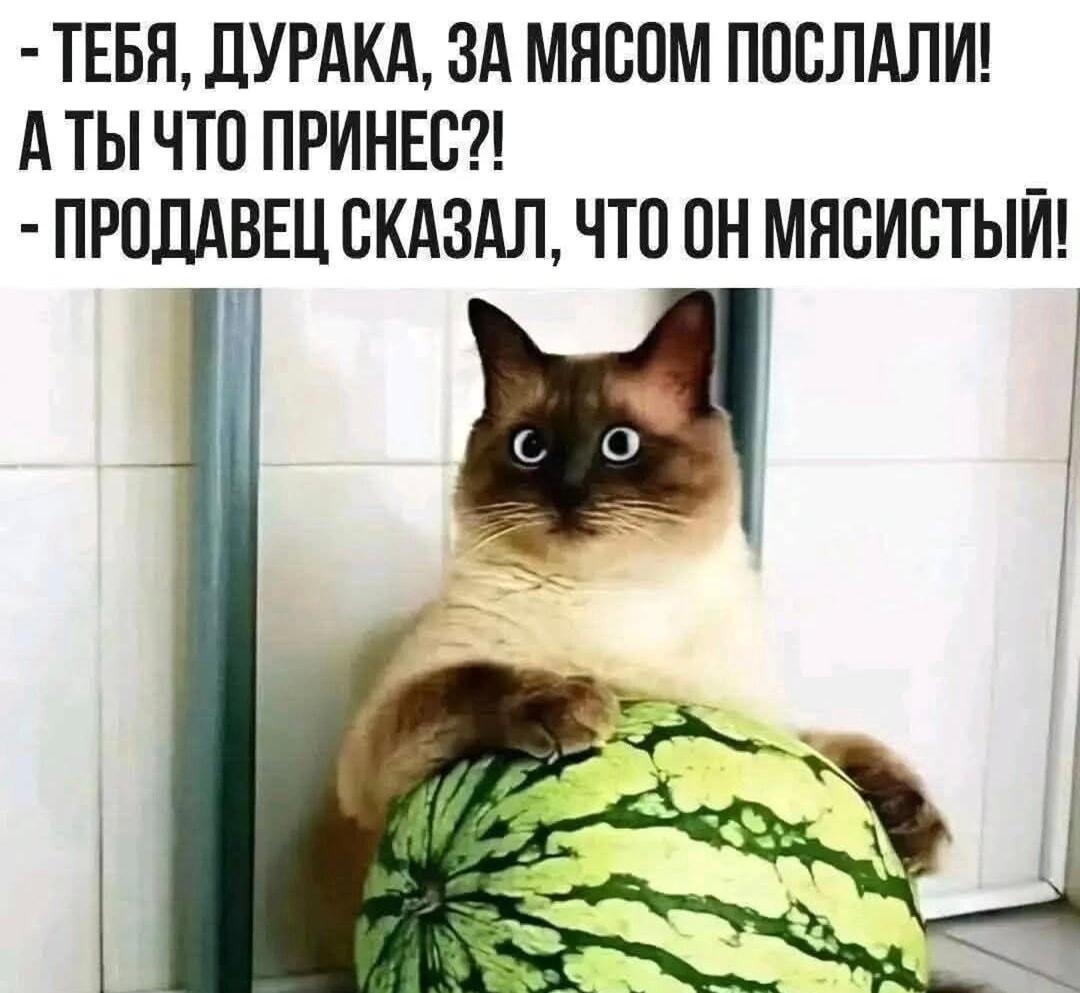 Продавец сказал: арбуз мясистый! Кот-покупатель не виноват
