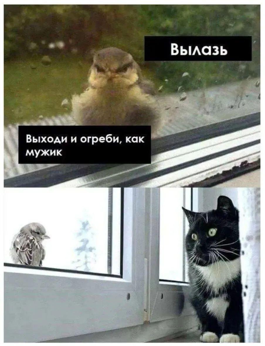 Дерзкий птенец бросил вызов коту: кто кого огребет?