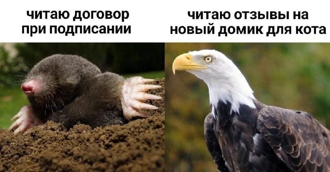 Контракты и котики: вся правда о наших приоритетах в жизни!