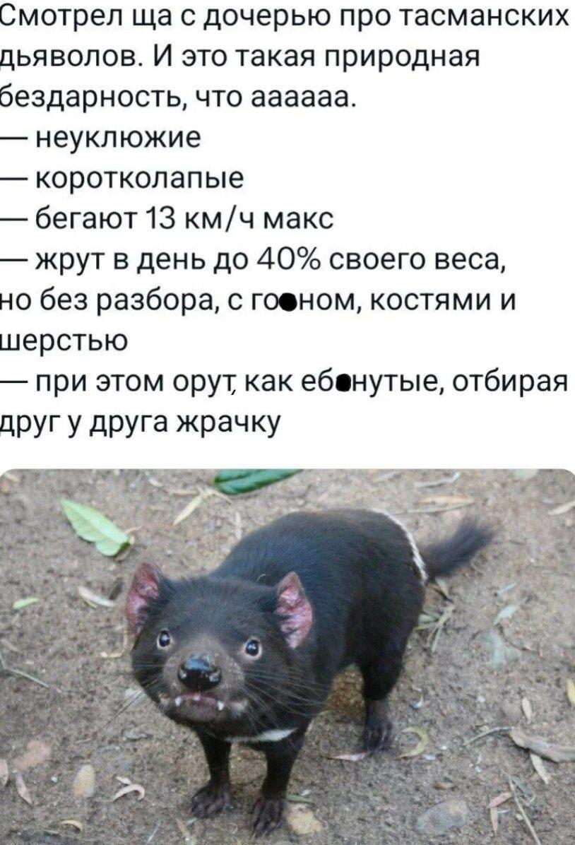 Тасманский дьявол: природная бездарность или милый обжора?