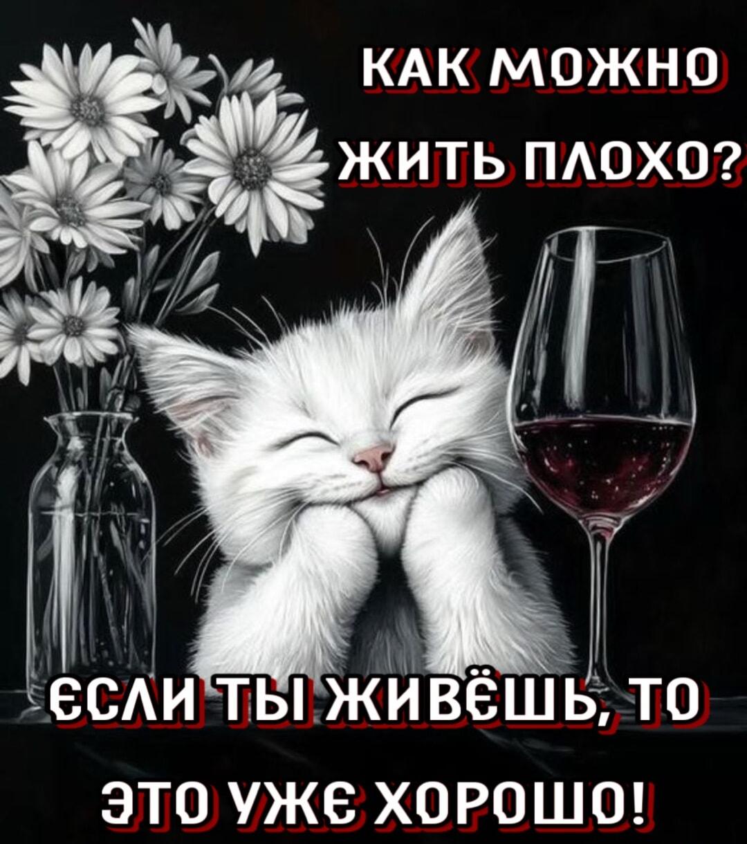 Мудрый котик раскрыл секрет счастья: если живешь, то уже хорошо!