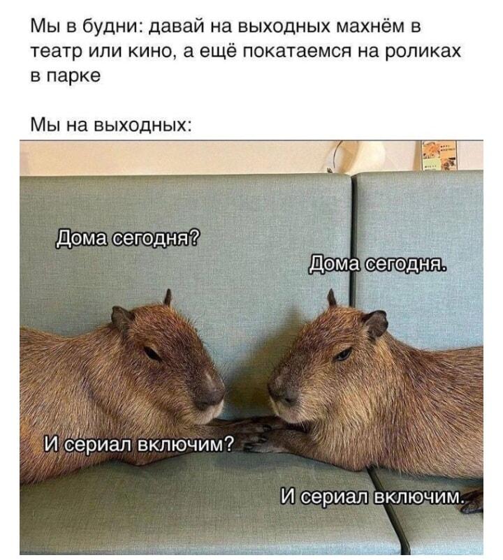 Планы на выходные: ожидание vs реальность с капибарами