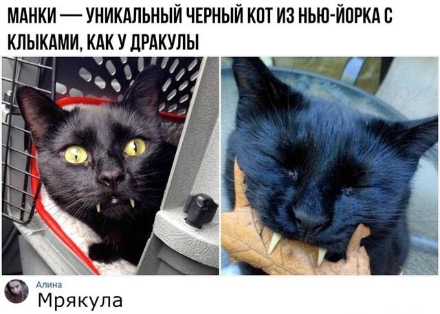 Манки: черный кот-вампир из Нью-Йорка покорил интернет!