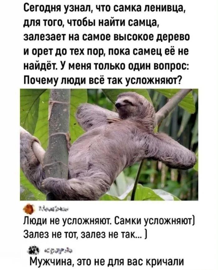 Самка ленивца кричит, чтобы найти самца: а люди усложняют?