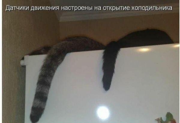Когда коты настроили датчики движения на холодильник: миссия выполнима!