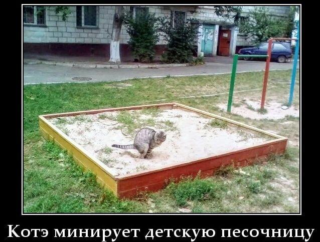 Котэ-сапёр: Когда детский сад превращается в минное поле!